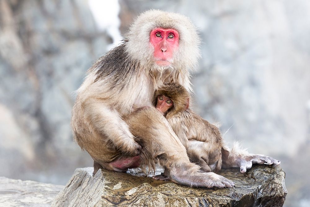 Japan-Nagano A female snow monkey art print by Ellen Goff for $57.95 CAD