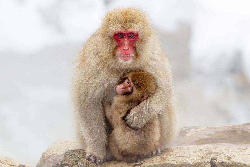 Japan-Nagano A female snow monkey art print by Ellen Goff for $57.95 CAD