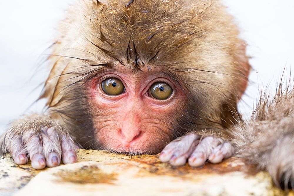 Japan-Nagano art print by Ellen Goff for $57.95 CAD