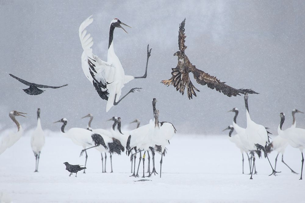 Japan-Hokkaido-Kushiro white-tailed eagle attempts to land among a group art print by Ellen Goff for $57.95 CAD