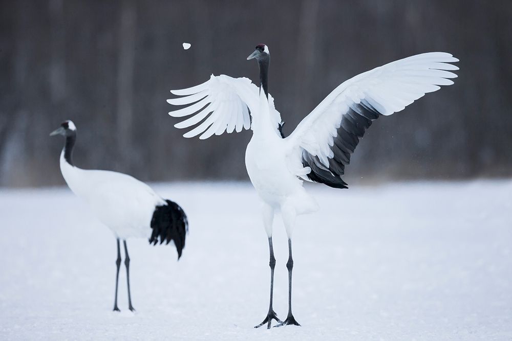 A red-crowned crane throws a chunk of snow in the air as part of its courtship dance art print by Ellen Goff for $57.95 CAD