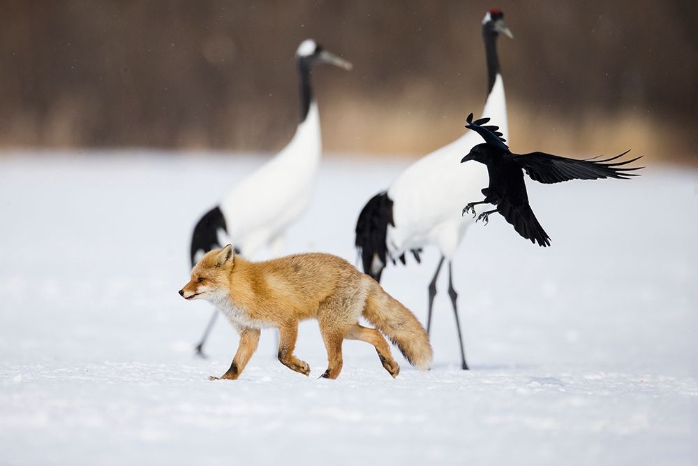 Japan-Hokkaido-Kushiro A carrion crow chases away a red fox art print by Ellen Goff for $57.95 CAD