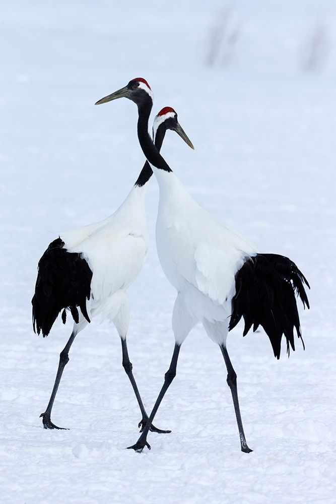 Japan-Hokkaido-Kushiro Two red-crowned cranes begin a courtship dance art print by Ellen Goff for $57.95 CAD