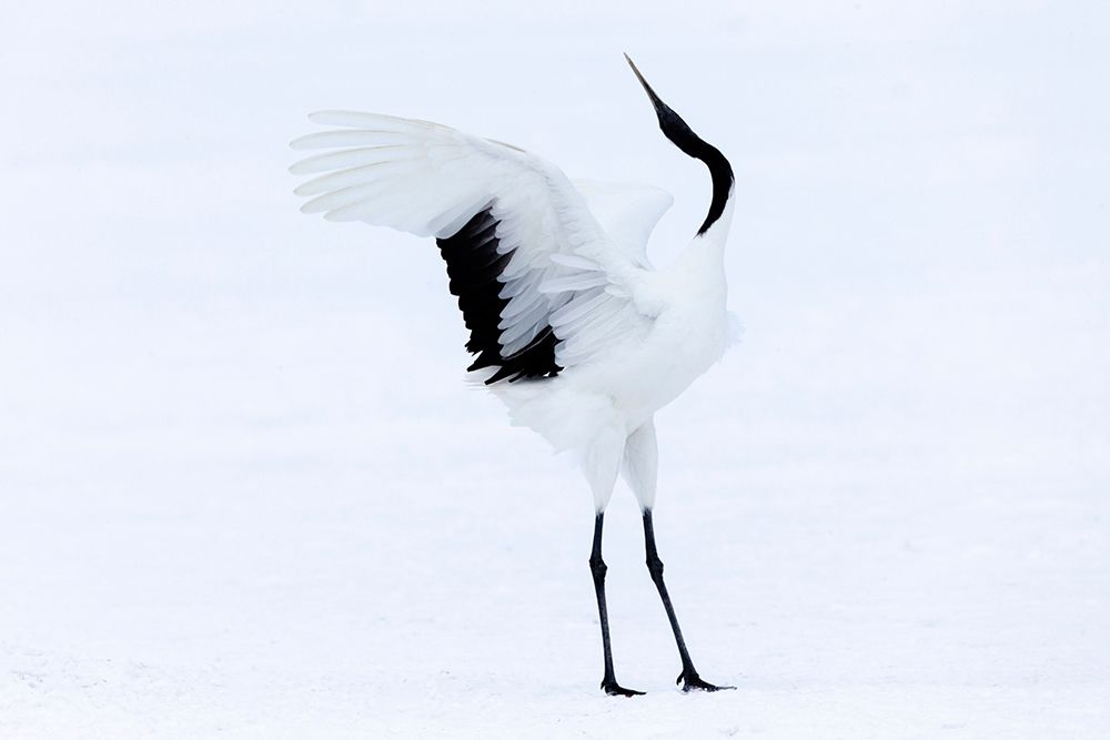 Japan-Hokkaido-Kushiro A red-crowned crane assumes elegant positions during its courtship dance art print by Ellen Goff for $57.95 CAD
