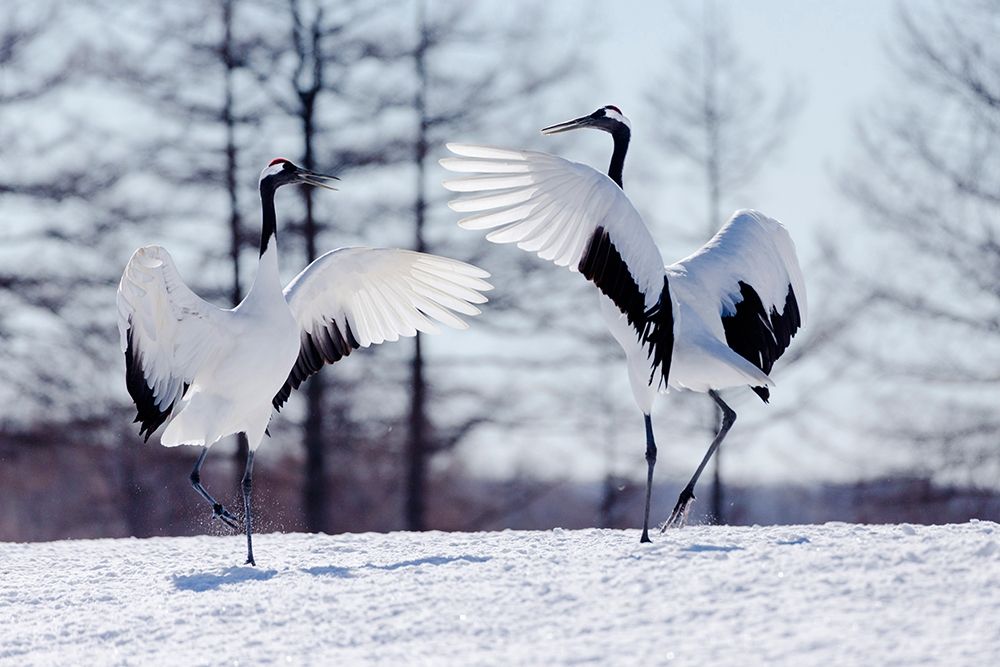 Japan-Hokkaido-Kushiro Two red-crowned cranes practice their courtship dance art print by Ellen Goff for $57.95 CAD