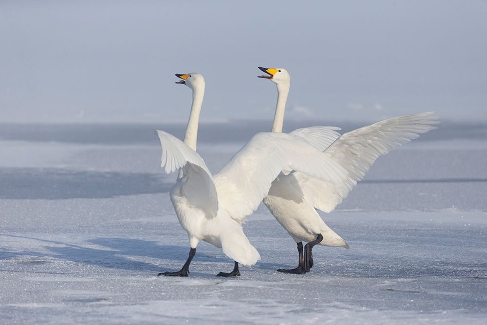 Japan-Hokkaido A pair of whooper swans celebrate loudly with each other after landing on the ice art print by Ellen Goff for $57.95 CAD