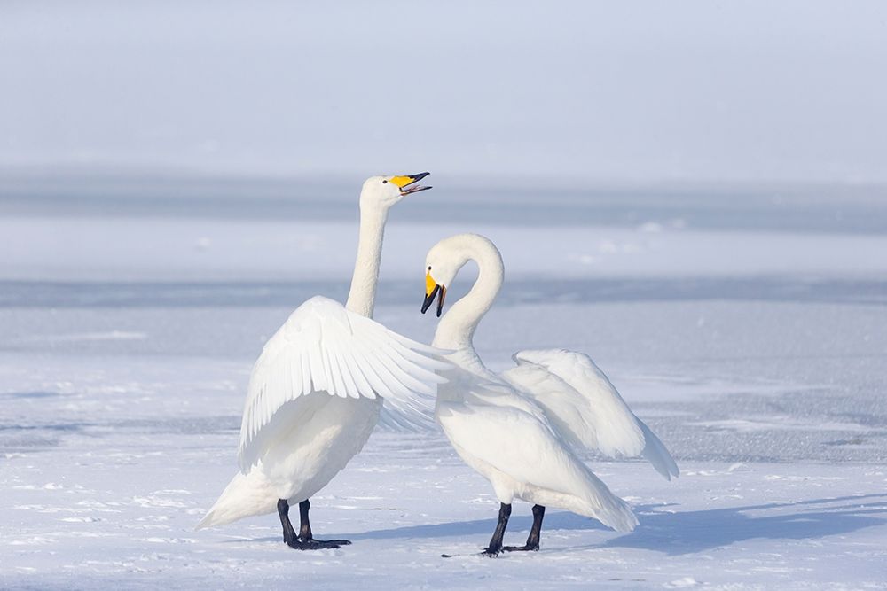 Japan-Hokkaido A pair of whooper swans celebrate loudly with each other after landing on the ice art print by Ellen Goff for $57.95 CAD