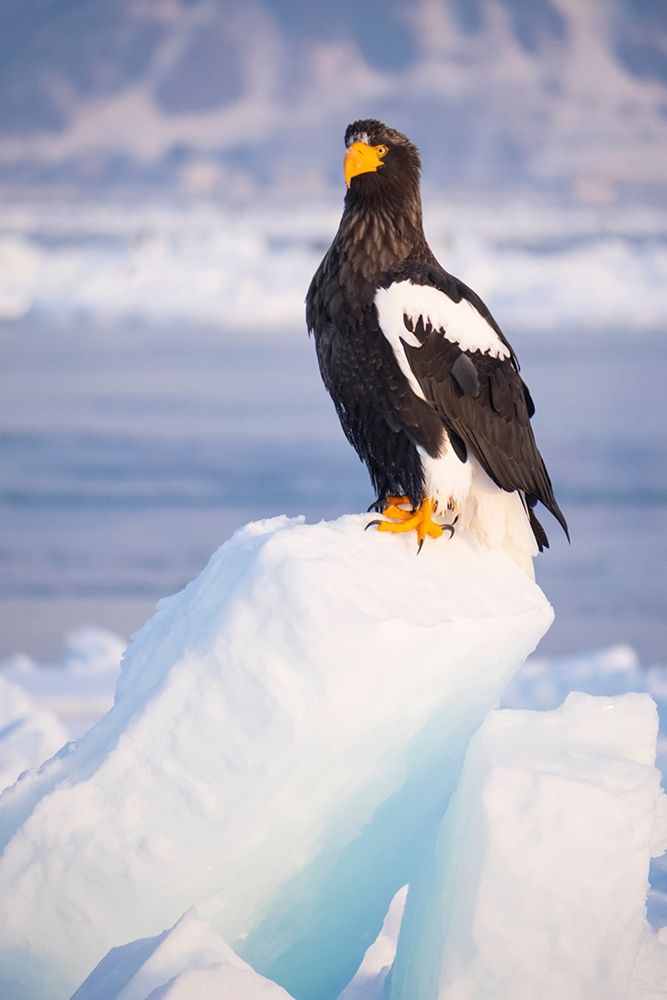 Japan-Hokkaido-Rausu-Stellers sea eagle Portrait of a Stellers sea eagle on a snow perch art print by Ellen Goff for $57.95 CAD