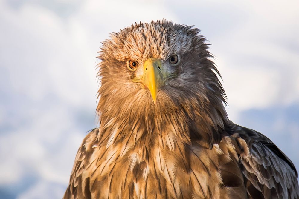 Japan-Hokkaido-Rausu-white-tailed eagle-Haliaeetus albicilla Headshot of a white-tailed eagle art print by Ellen Goff for $57.95 CAD