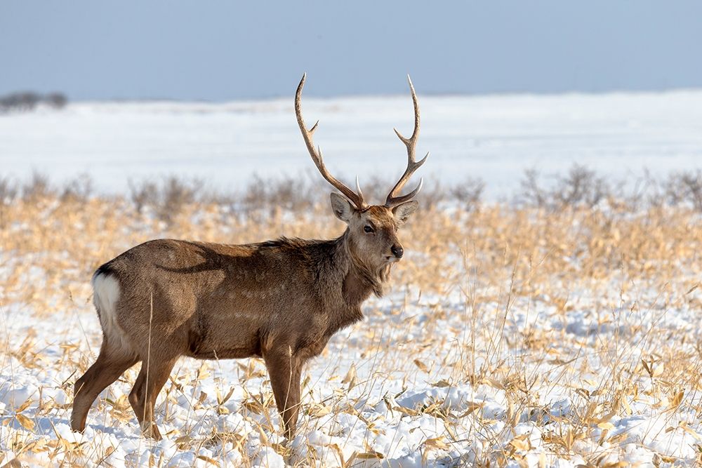 Japan-Hokkaido-Shiretoko Peninsula A sika stag poses in a snowy field art print by Ellen Goff for $57.95 CAD