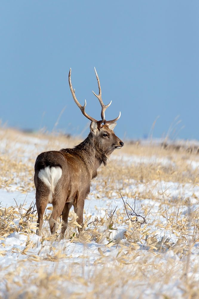 Japan-Hokkaido-Shiretoko Peninsula A sika stag poses in a snowy field art print by Ellen Goff for $57.95 CAD