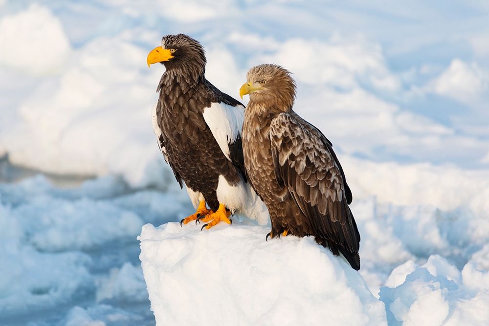 Japan-Hokkaido-Rausu Portrait of a Stellers sea eagle nest to a white-tailed eagle art print by Ellen Goff for $57.95 CAD