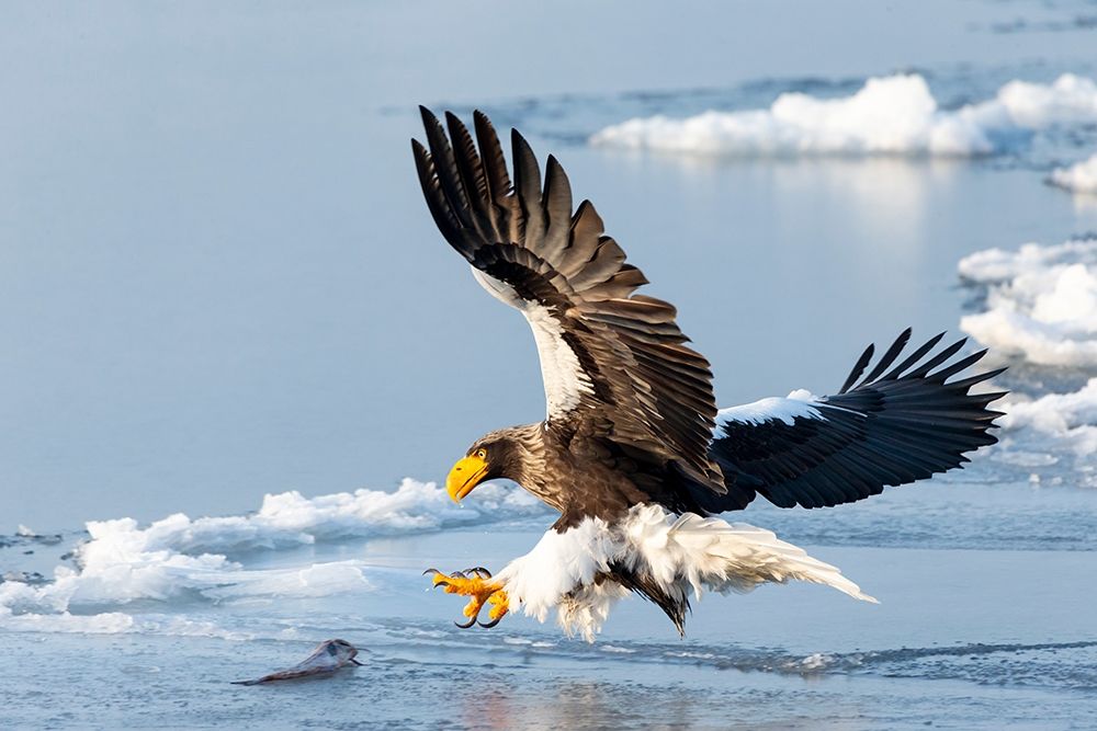 Japan-Hokkaido-Rausu A Stellers sea eagle swoops down with talons outstretched art print by Ellen Goff for $57.95 CAD