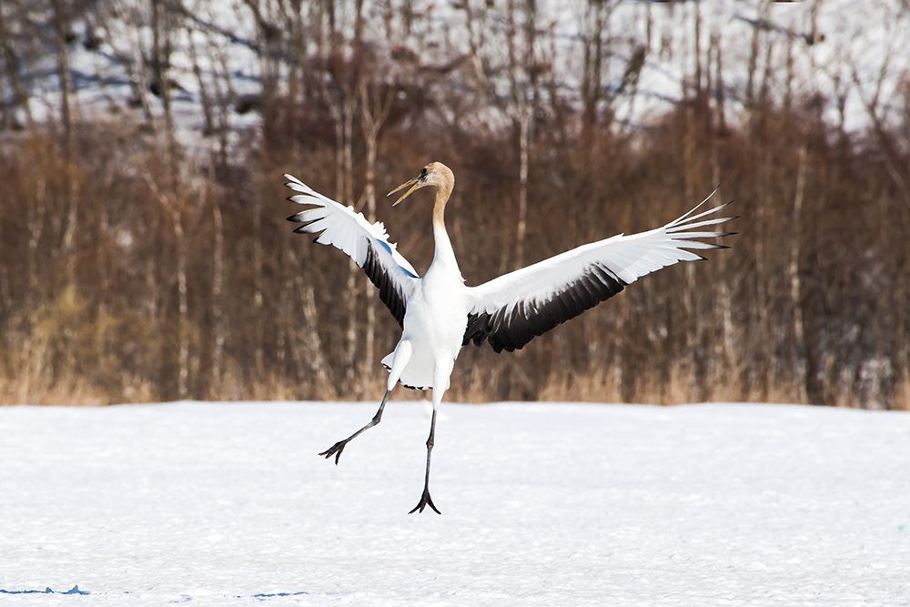 Japan-Hokkaido-Kushiro An immature red-crowned crane spreads its wings in its dance practice art print by Ellen Goff for $57.95 CAD