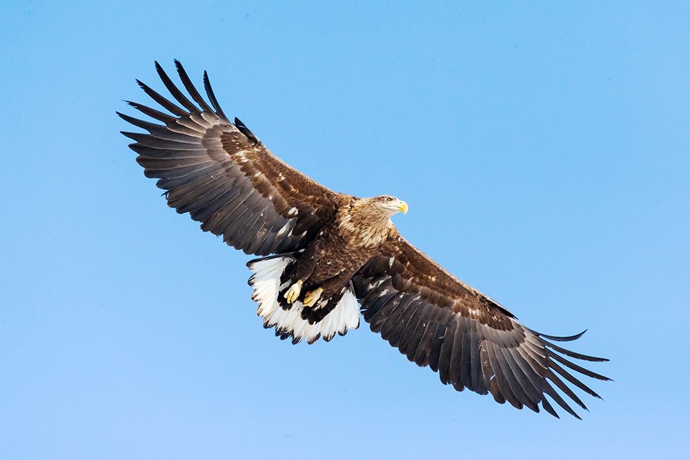 Japan-Hokkaido-Kushiro Portrait of a white-tailed eagle in flight art print by Ellen Goff for $57.95 CAD