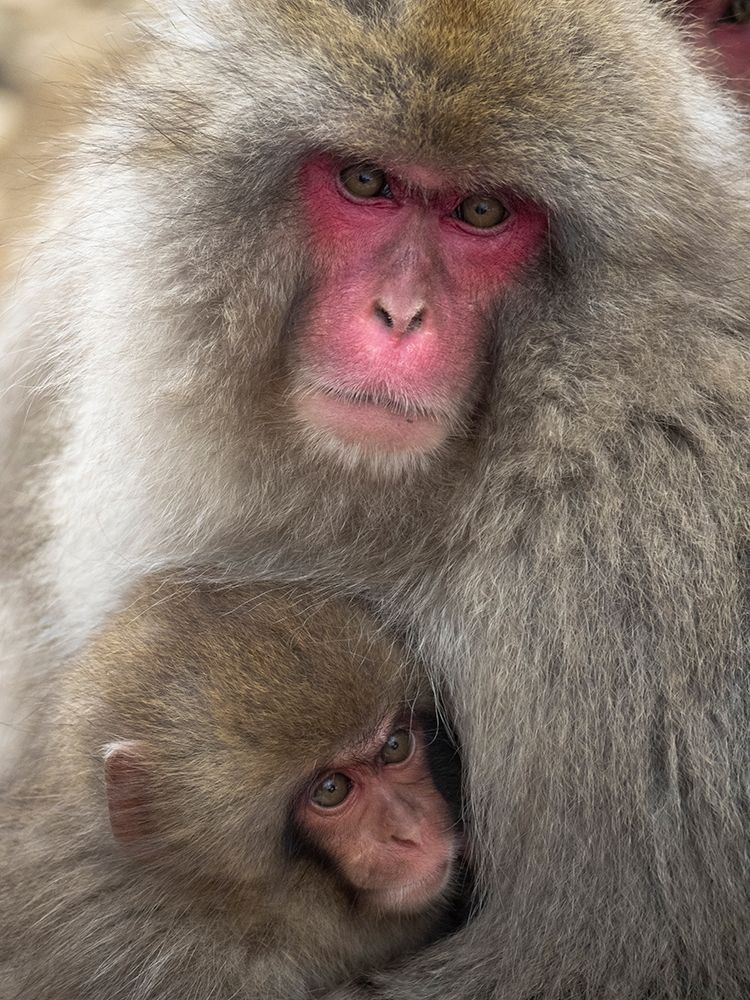 Japan-Nagano Portrait of a Japanese macaque cuddling her baby art print by Ellen Goff for $57.95 CAD