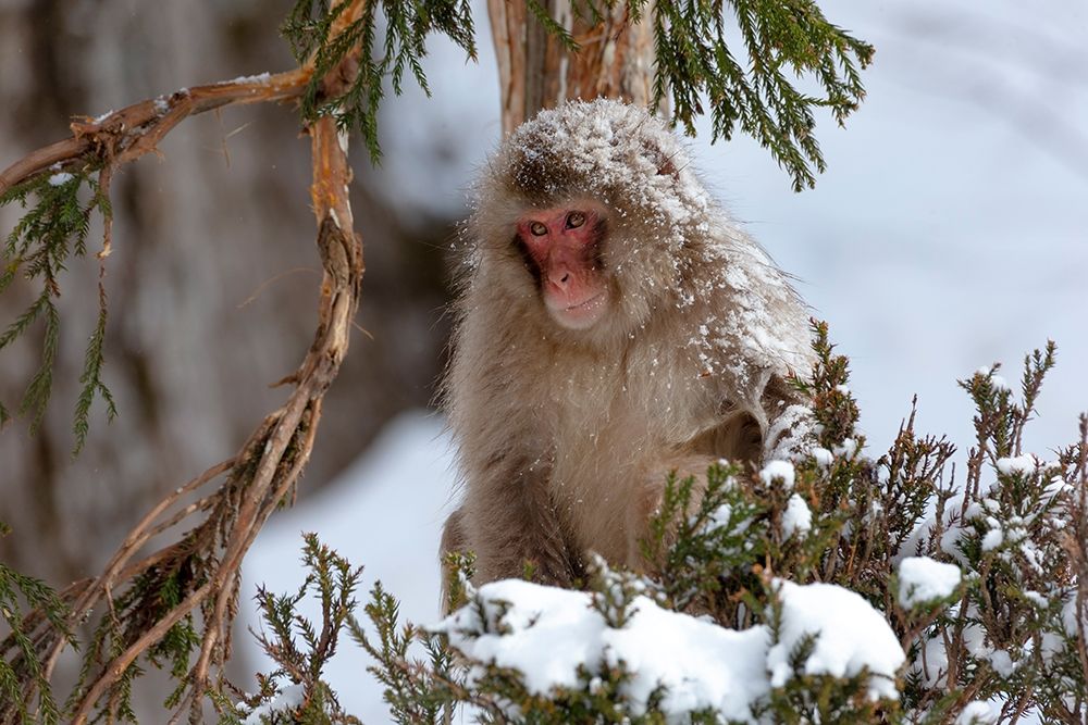Japan-Nagano An adult Japanese snow monkey sits in a cedar tree art print by Ellen Goff for $57.95 CAD