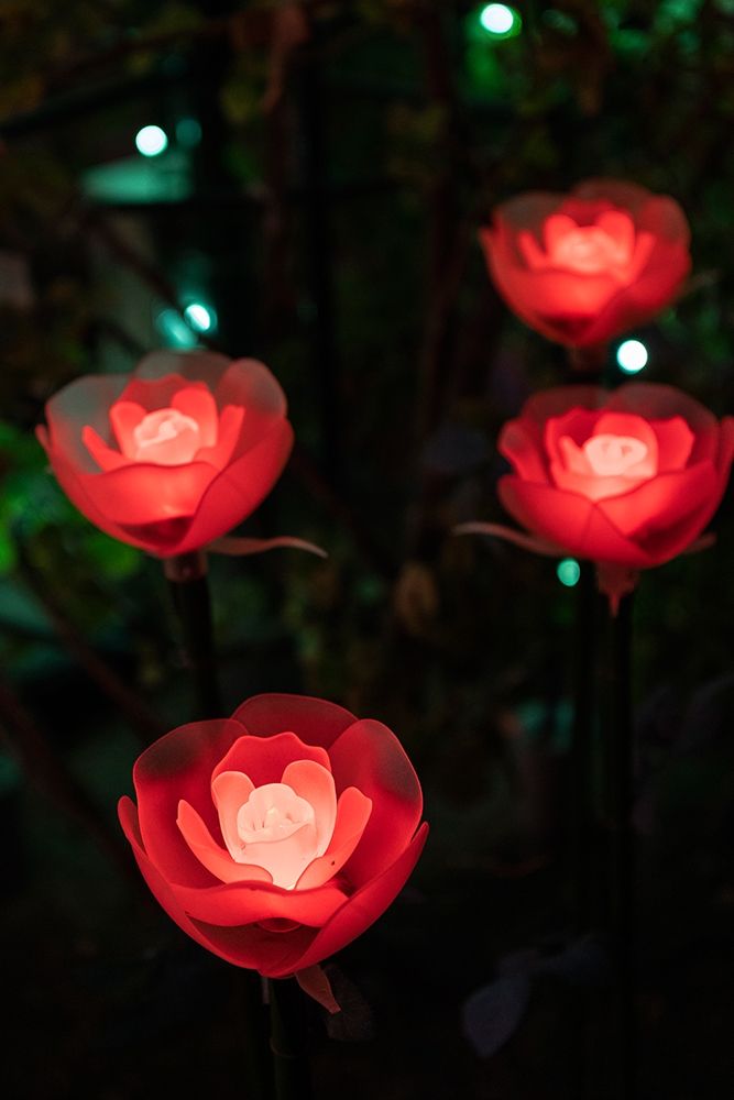 Illuminated red roses of the Ashikaga Flower park-Japan-at night in winter art print by Sheila Haddad for $57.95 CAD