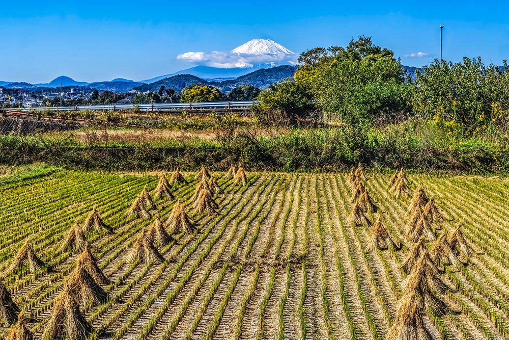 Rice field with snowy Mount Fuji, Hiratsuka, Kanagawan. Highest mountain in Japan over 12,000 feet. art print by William Perry for $57.95 CAD