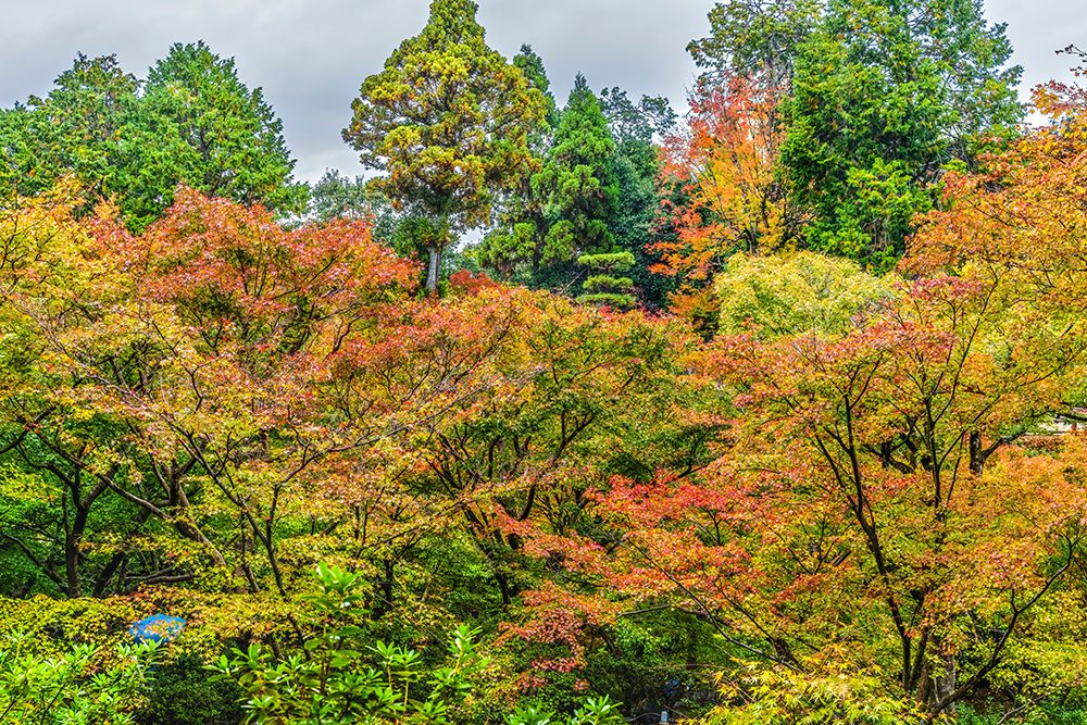 Colorful foliage, Tofuku-ji Buddhist temple, Kyoto, Japan. Famous view from Tsutenkyo Bridge. art print by William Perry for $57.95 CAD