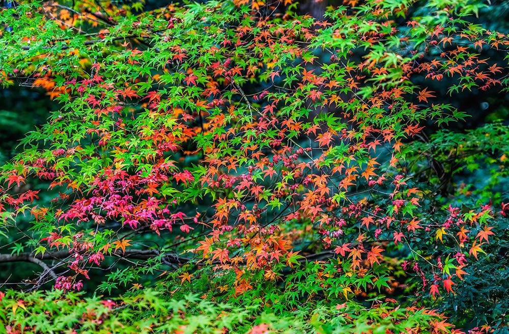 Colorful foliage, Tofuku-ji Buddhist temple, Kyoto, Japan. Famous for its autumn leaves. art print by William Perry for $57.95 CAD
