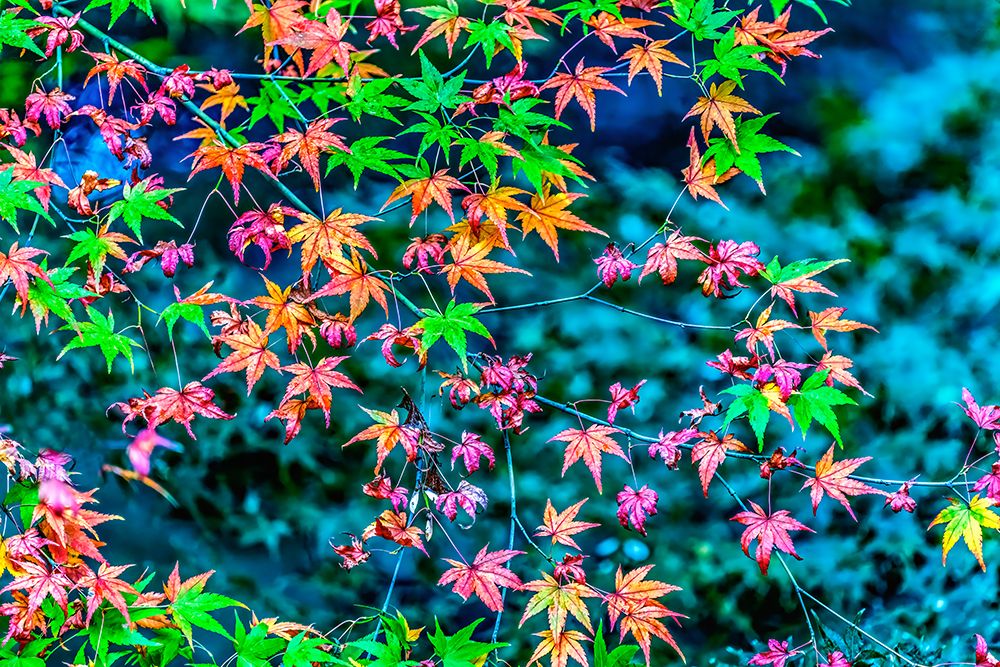 Colorful foliage, Tofuku-ji Buddhist temple, Kyoto, Japan. Famous for its autumn leaves. art print by William Perry for $57.95 CAD
