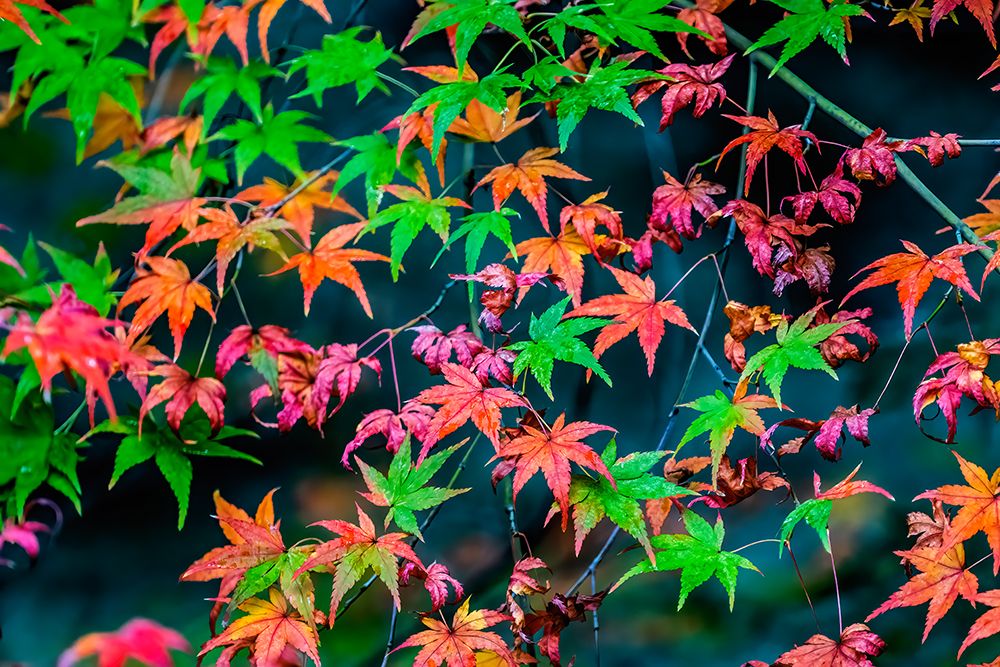 Colorful foliage, Tofuku-ji Buddhist temple, Kyoto, Japan. Famous for its autumn leaves. art print by William Perry for $57.95 CAD