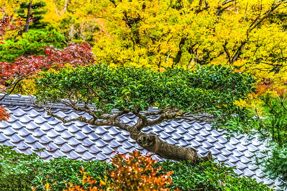 Colorful foliage, Tofuku-ji Buddhist temple, Kyoto, Japan. Famous for its autumn leaves. art print by William Perry for $57.95 CAD