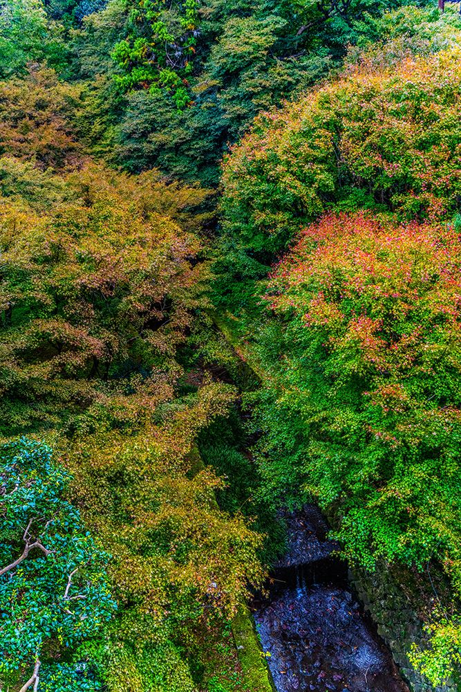 Colorful foliage, Tofuku-ji Buddhist temple, Kyoto, Japan. Famous for its autumn leaves. art print by William Perry for $57.95 CAD