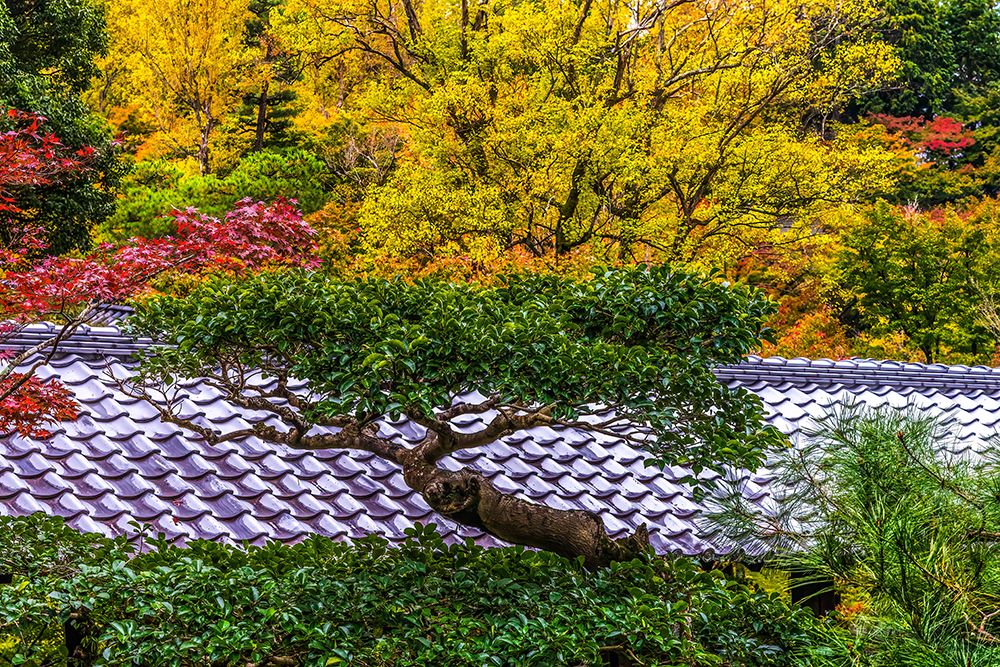 Colorful foliage, Tofuku-ji Buddhist temple, Kyoto, Japan. Famous for its autumn leaves. art print by William Perry for $57.95 CAD