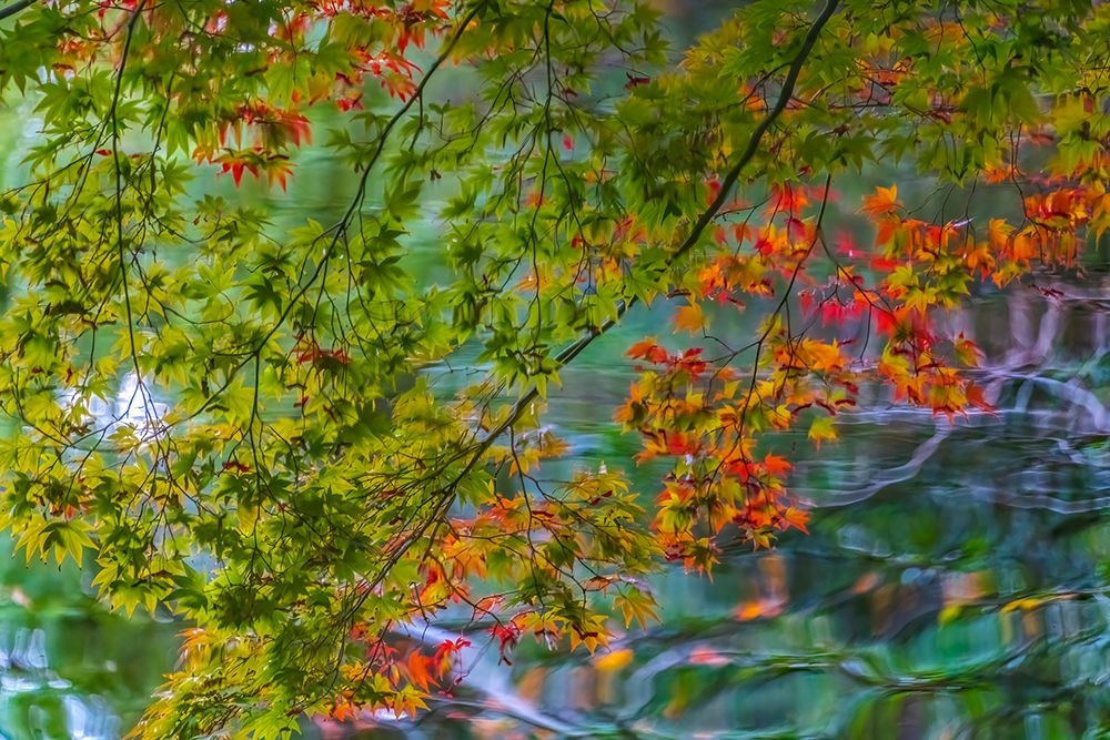 Colorful Autumn foliage, Heian-jingu Shrine, Kyoto, Japan. art print by William Perry for $57.95 CAD