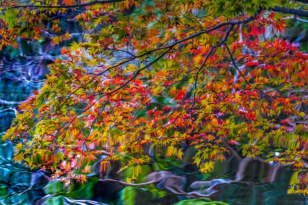 Colorful Autumn foliage, Heian-jingu Shrine, Kyoto, Japan. art print by William Perry for $57.95 CAD