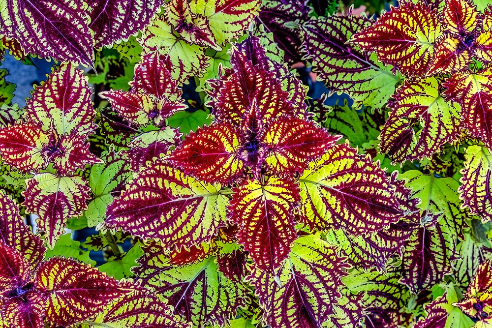 Colorful Japanese coleus leaves pattern, Kyoto, Japan. art print by William Perry for $57.95 CAD