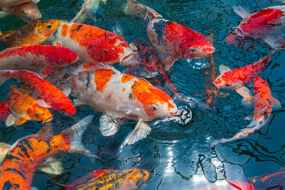 Malaysia- Malacca (Melaka). Close-up of koi fish. art print by Tom Haseltine for $57.95 CAD