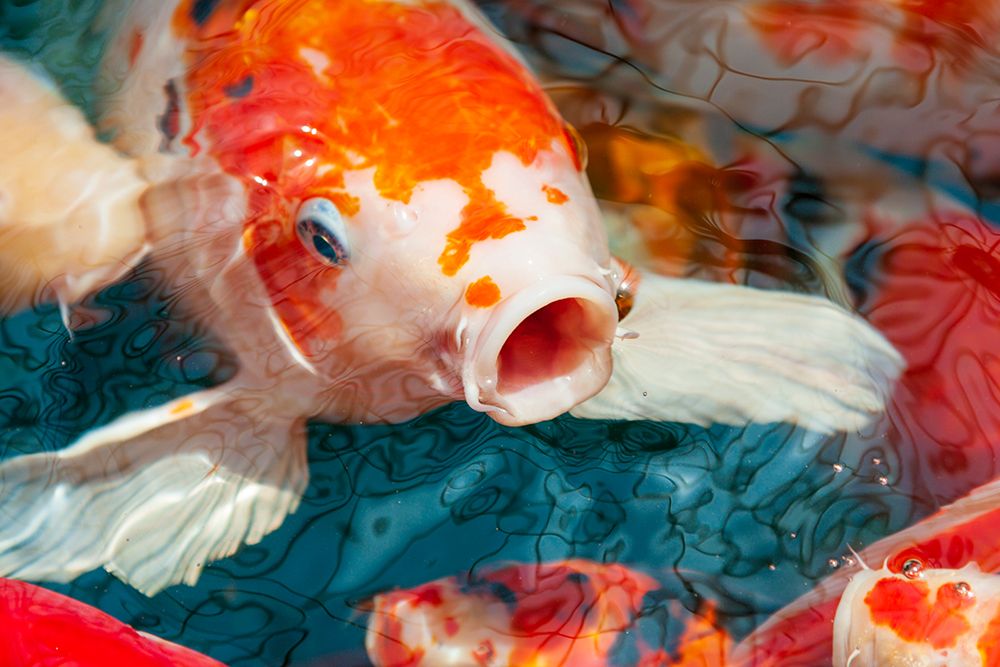 Malaysia- Malacca (Melaka). Close-up of koi fish. art print by Tom Haseltine for $57.95 CAD