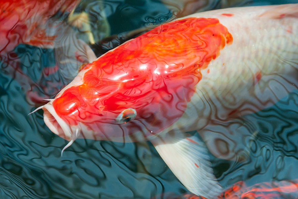 Malaysia- Malacca (Melaka). Close-up of koi fish. art print by Tom Haseltine for $57.95 CAD