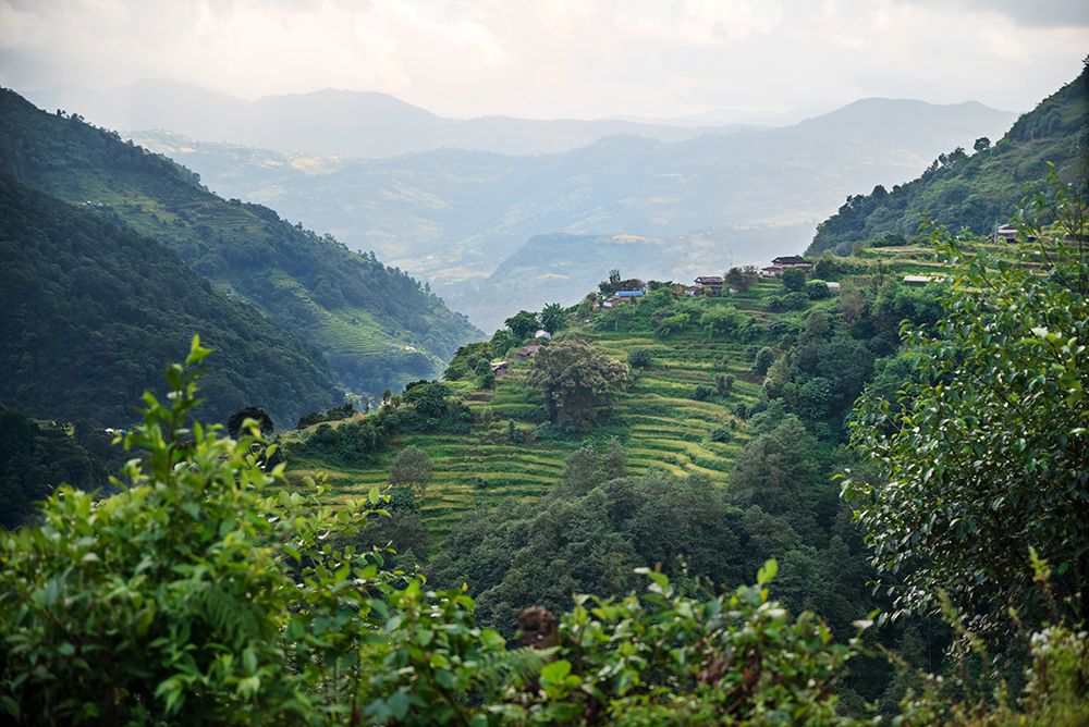 Nepal-viewpoint from Mardi Himal Trek Lush terraced rice fields art print by Janell Davidson for $57.95 CAD