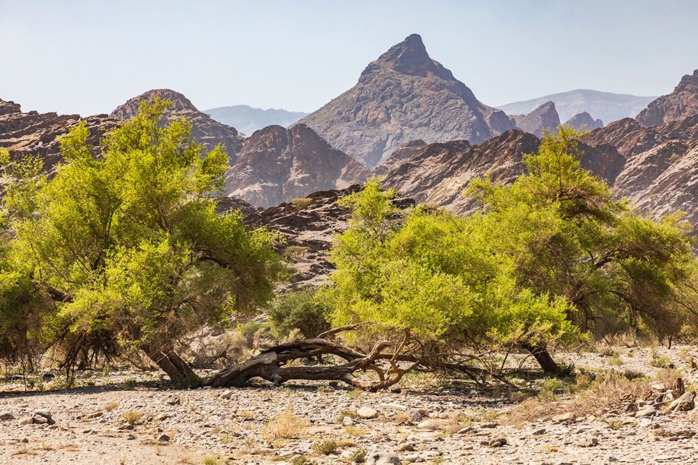 Middle East-Arabian Peninsula-Oman-Al Batinah South-Rustaq art print by Emily Wilson for $57.95 CAD