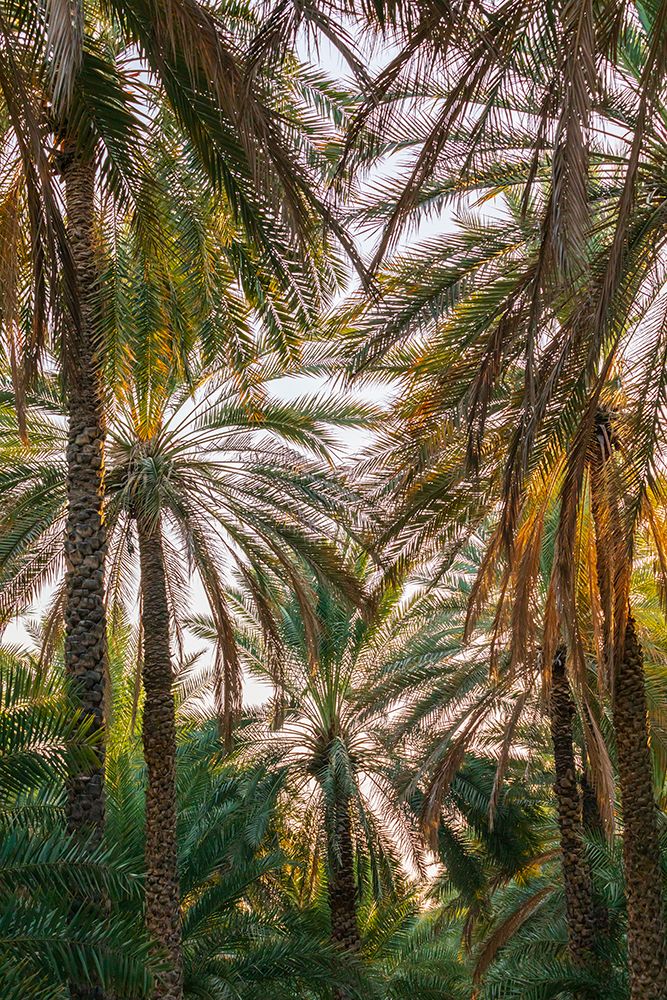 Middle East-Arabian Peninsula-Oman-Ad Dakhiliyah-Nizwa-Palm trees in Nizwa-Oman art print by Emily Wilson for $57.95 CAD