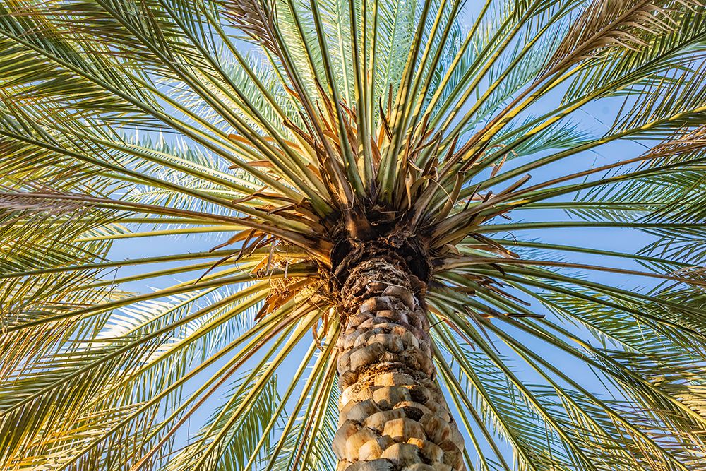 Middle East-Arabian Peninsula-Oman-Ad Dakhiliyah-Nizwa-Palm tree against blue sky in Nizwa-Oman art print by Emily Wilson for $57.95 CAD