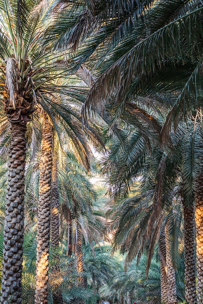 Middle East-Arabian Peninsula-Oman-Ad Dakhiliyah-Nizwa-Palm trees in Nizwa-Oman art print by Emily Wilson for $57.95 CAD