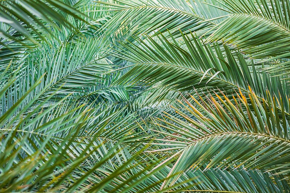 Middle East-Arabian Peninsula-Oman-Ad Dakhiliyah-Nizwa-Palm tree fronds in Nizwa-Oman art print by Emily Wilson for $57.95 CAD