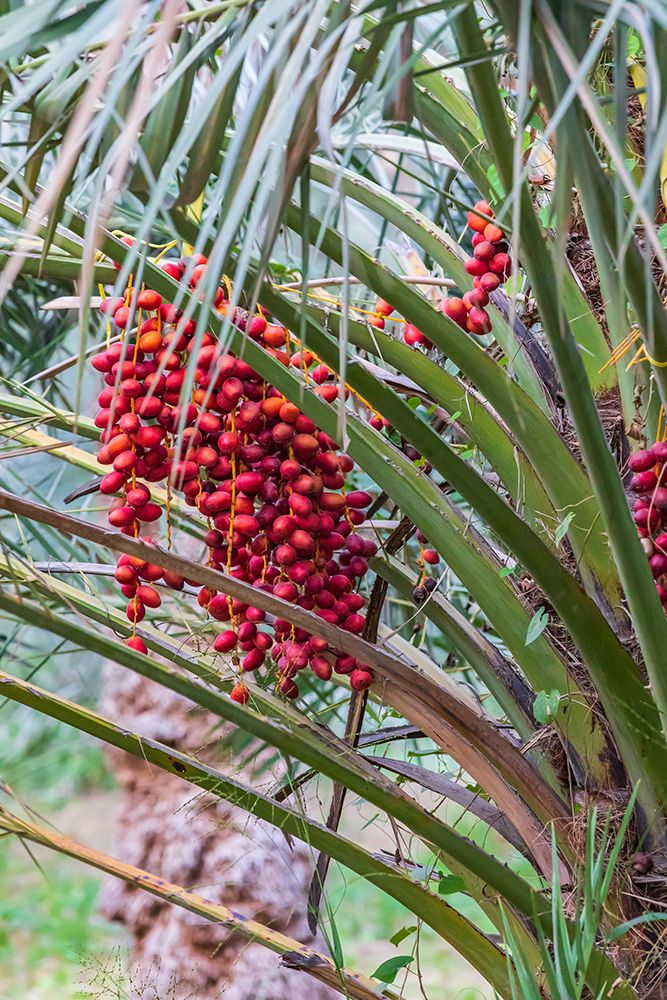Middle East-Arabian Peninsula-Oman-Ad Dakhiliyah-Nizwa-Dates on a date palm tree in Nizwa-Oman art print by Emily Wilson for $57.95 CAD