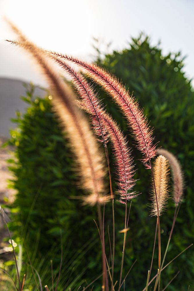 Middle East-Arabian Peninsula-Oman-Muscat-Quriyat-Decorative plants in a garden art print by Emily Wilson for $57.95 CAD
