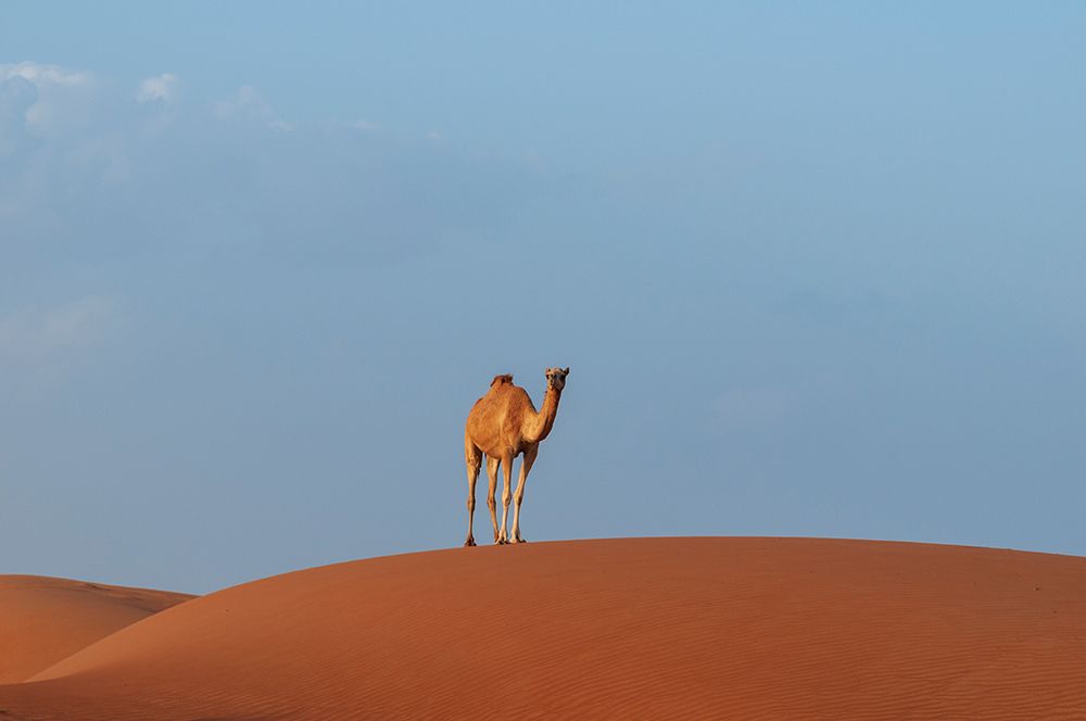 A wild camel standing atop a large sand dune in a vast desert Wahiba Sands-Oman art print by Sergio Pitamitz for $57.95 CAD