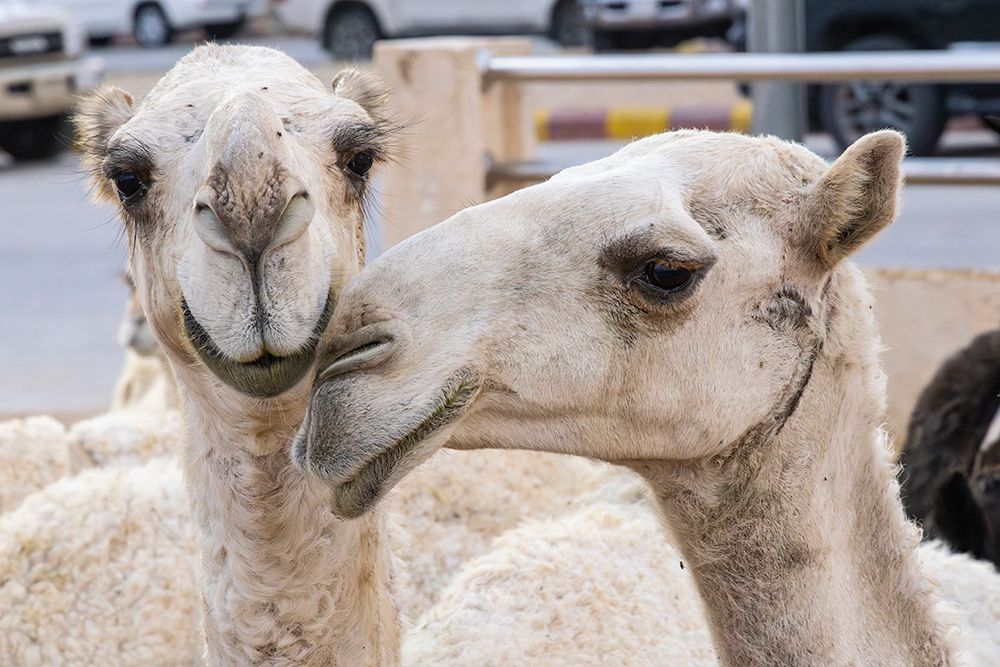 Saudi Arabia, Al-Qassim, Buraydah. Camels at the Al Qassim livestock market. art print by Emily M. Wilson for $57.95 CAD