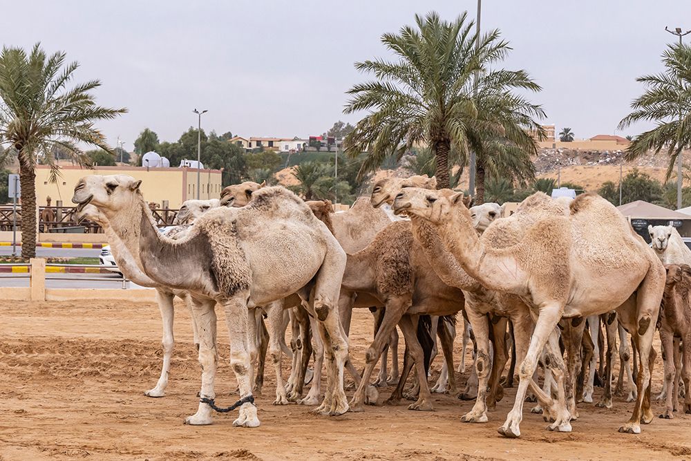 Saudi Arabia, Al-Qassim, Buraydah. Camels at the Al Qassim livestock market. art print by Emily M. Wilson for $57.95 CAD