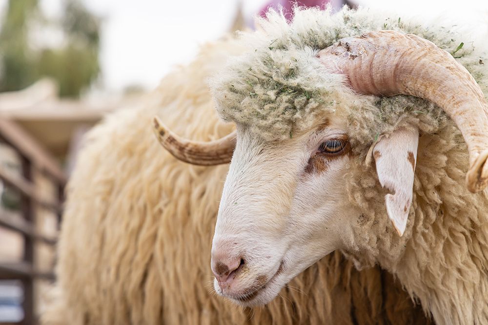 Saudi Arabia, Al-Qassim, Buraydah. A ram at the Al Qassim livestock market. art print by Emily M. Wilson for $57.95 CAD