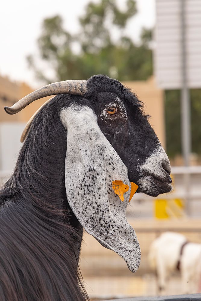 Saudi Arabia, Al-Qassim, Buraydah. A goat at the Al Qassim livestock market. art print by Emily M. Wilson for $57.95 CAD