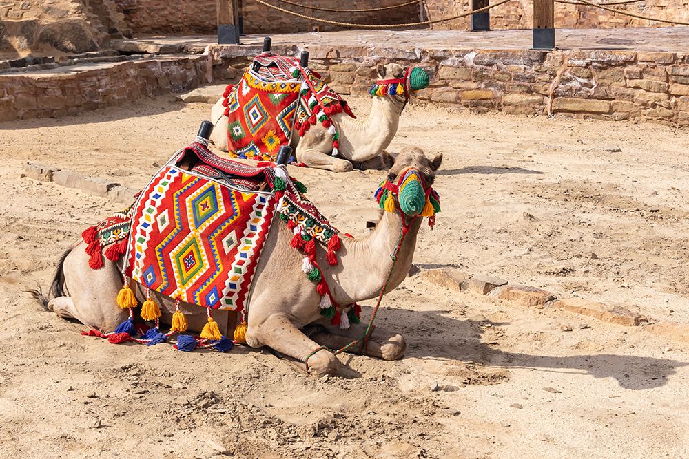 Saudi Arabia, Tabuk Province, Tayma. Camels in colorful blankets at a desert oasis. art print by Emily M. Wilson for $57.95 CAD